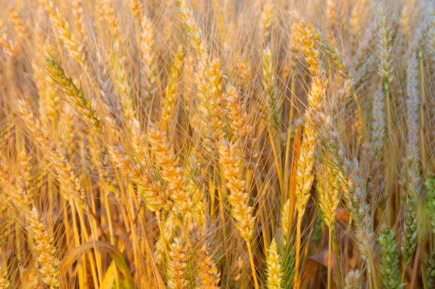 Wheat Field ripe for harvest- Howard County, Indiana
