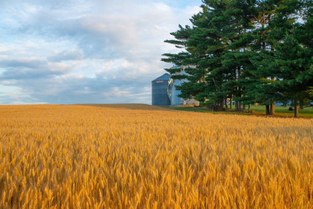 Wheat Field ripe for harvest- Howard County, Indiana stock photo