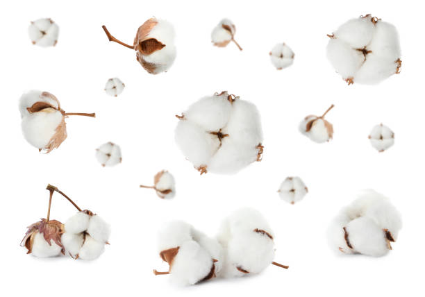 Beautiful fluffy cotton flowers on white background