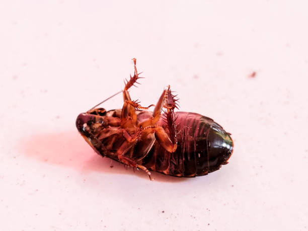 cockroach cockroach that landed on a school floor in Indonesia periplaneta americana stock pictures, royalty-free photos & images