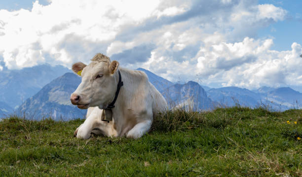 istock Resting cow in a mountain meadow. 1478198437