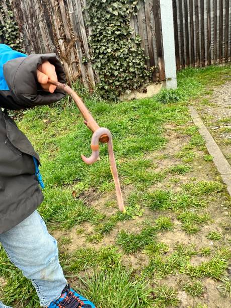 istock Little bow lift up an earthworm from the ground with a stick 1478198964