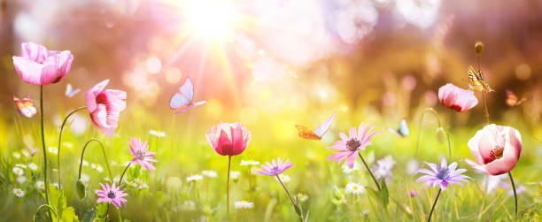 istock Sunny Field With Poppies And Daisies Flowers On Grass 1478200292