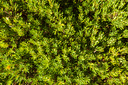 Close up full frame of green tree foliage