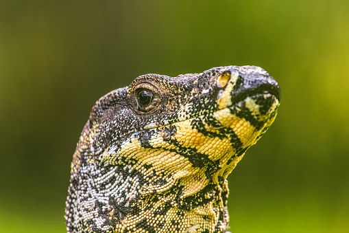 Close up of monitor lizard head with eye contact