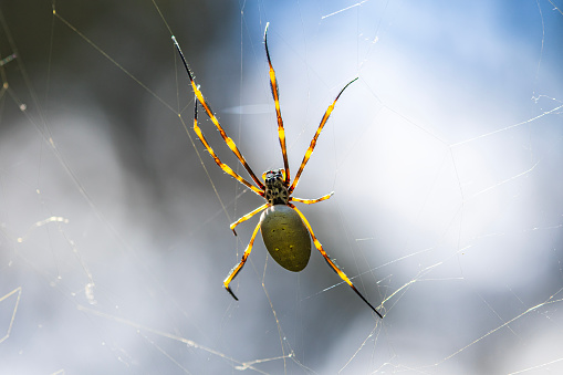 Golden orb spider in web