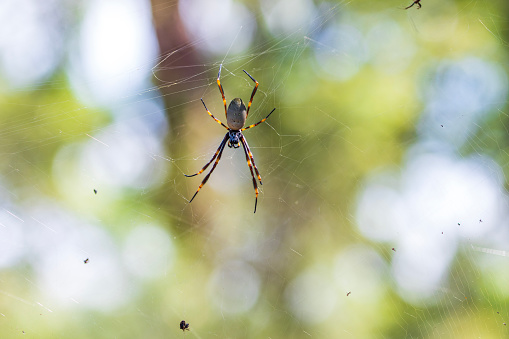 A black and yellow garden spider weaves its web patiently on the edge of a field.