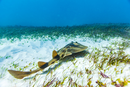 Banjo shark or guitarfish, also called Fiddler Ray swimming along sandy ocean floor in clear blue water