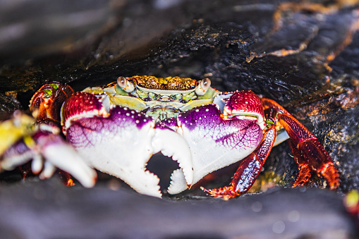 A green shore crab, Carcinus maenas, on a beach and with seaweed leaves.