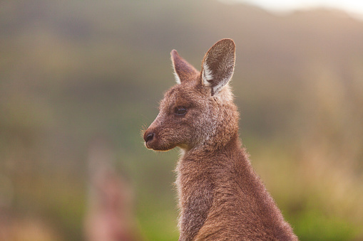 Joey kangaroo close up portrait