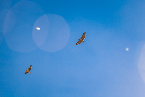 Golden sea eagles flying in bright blue sky