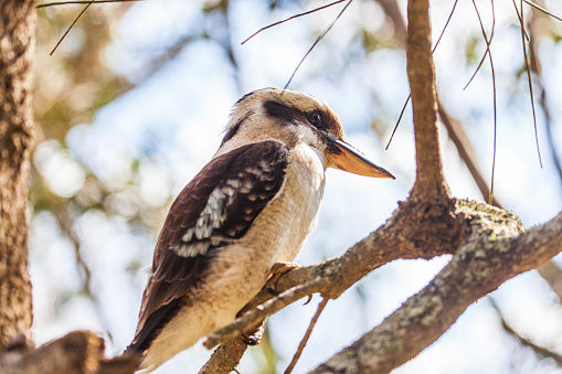 Kookaburra bird perched in a tree