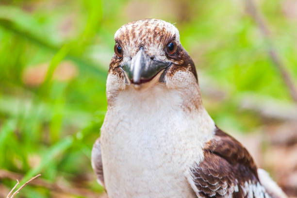 Close up Kookaburra bird portrait