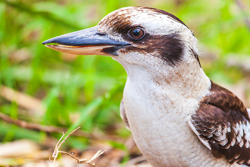 Close up Kookaburra bird portrait