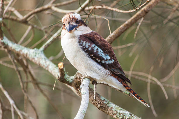 istock Kookaburra bird perched in a tree looking at camera 1478204078