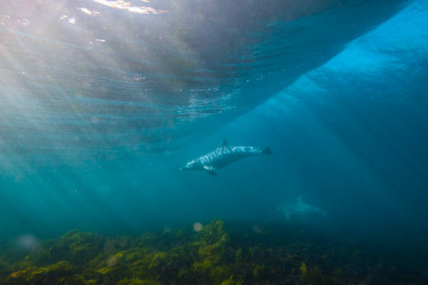 Dolphins surfing beneath a breaking wave in clear blue ocean with sun beams