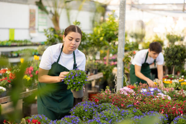 une vendeuse dans un magasin de fleurs inspecte les étiquettes de prix sur les pots avec des plantes de lobélie et réévalue les marchandises - chamomile plant photos photos et images de collection