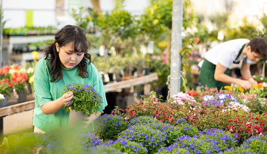 Interested young Asian girl looking with interest at blue flowers of garden lobelia plant on small potted bush inside greenhouse
