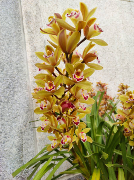 Beige Orchid Flower