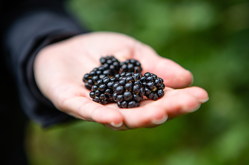 Blackberries, Growing, pacific north west, Washington state, organic, fruit, Holding, Woman, Handful, Fresh Fruit,