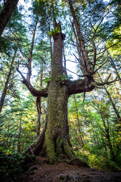 istock Olympic National Park La Push Beach Ruby Beach Forks Washington Large Tree 1478209226