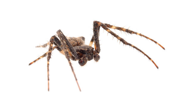 istock Walnut orb-weaver spider isolated on white background, Nuctenea umbratica male 1478209539