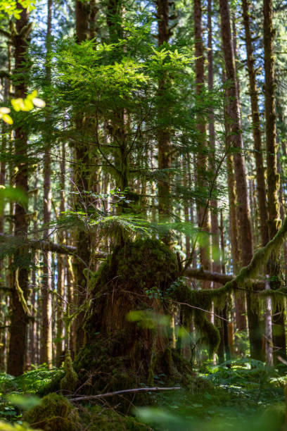 istock Thick Forest Olympic National Park Tree Stump Canopy Hiking Trail La Push Beach Ruby Roots Texture Beach Forks Washington Large Tree 1478209692