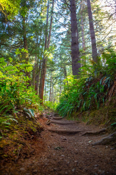 istock Olympic National Park Walking Path Hiking Trail La Push Beach Ruby Roots Texture Beach Forks Washington Large Tree 1478209715