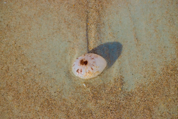 istock A Jellyfish on the Beach 1478209772
