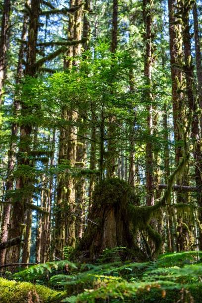 istock Lumber Forest Olympic National Park Tree Stump Canopy Hiking Trail La Push Beach Ruby Roots Texture Beach Forks Washington Large Tree 1478209790