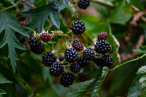 Blackberries, Growing, pacific north west, Washington state, organic, fruit,