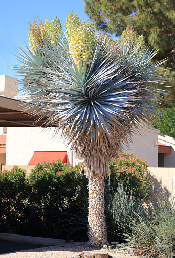 Blue Yucca or Yucca rigida full of beautiful flowers in spring, Phoenix,  Arizona