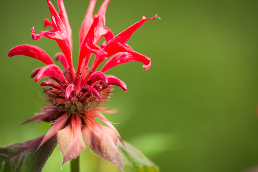 Monarda didyma, the crimson bee balm, is an aromatic herb in the family Lamiaceae, native to eastern North America.