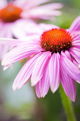 Echinacea Purpurea, Rudbeckia is a North American species of flowering plant in the sunflower family.