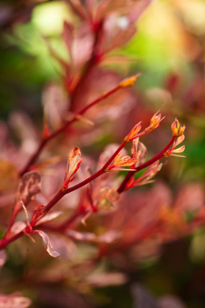 istock Red Japanese Barberry 1478210553