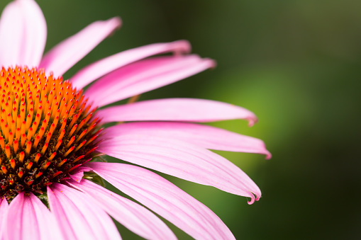 Blooming autumn aster of pink color