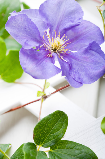 Clematis is a genus of about 300 species within the buttercup family.
