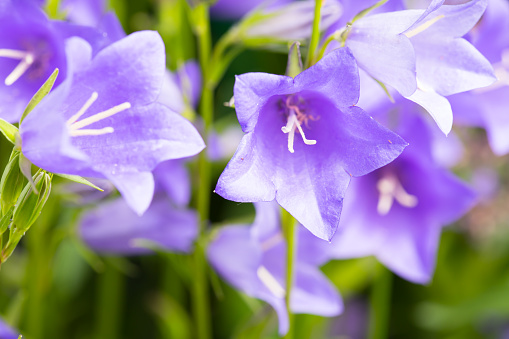 Lush Green Field With Purple Iris Flowers