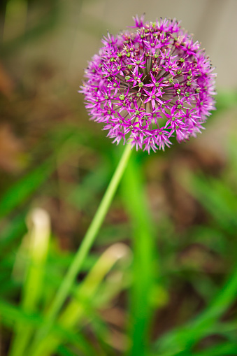 Single closeup of Allium ornamental onion flowerin backyard garden during spring.