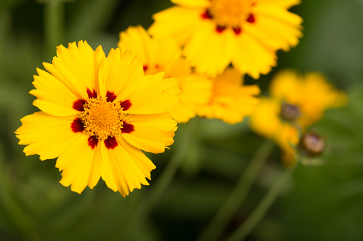 Coreopssis Lanceolata , the lance-leaved, its a North American species of tickseed in the sunflower family.