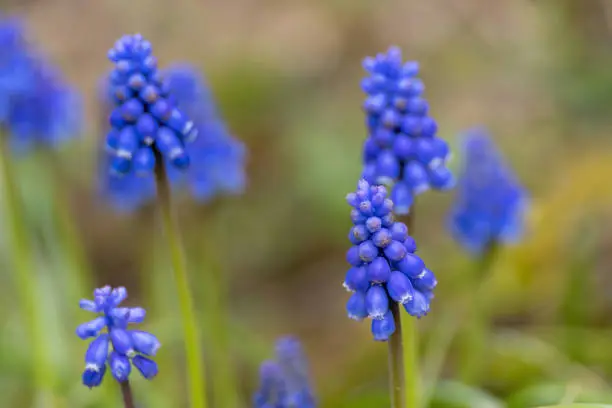 March 2023: Close-up of blue Grape-Hyacinths in the garden