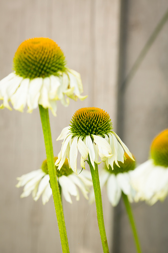 Echinacea Purpurea, Rudbeckia is a North American species of flowering plant in the sunflower family.