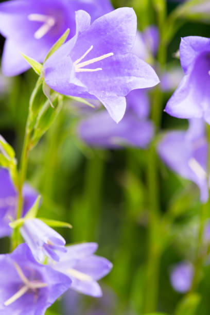 istock Purple Bellflower 1478210968