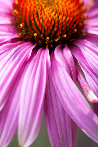 withered coneflower, echinacea. Autumn.