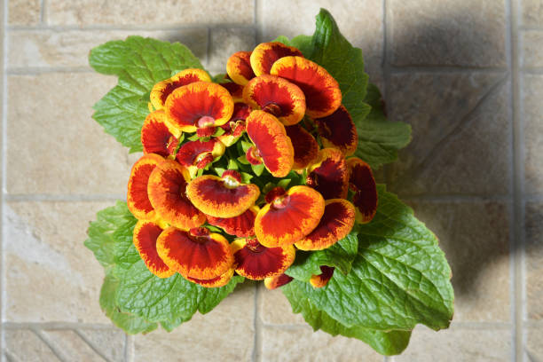 Top view of Calceolaria plant