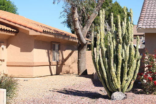 Xeriscaped front yard with Totem Pole cacti, boulders and gravel, Phoenix, Arizona