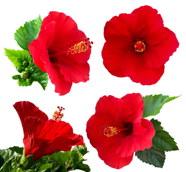 una variedad de recortes de hibisco. - hibisco fotografías e imágenes de stock