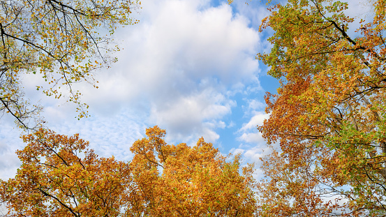 Bright yellow trees at autumn park under cloudy sky. Bright autumn landscape with copy space