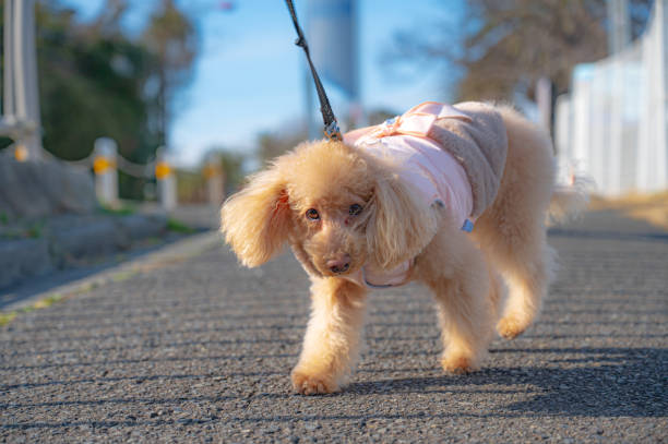 istock toy poodle dog 1478224064