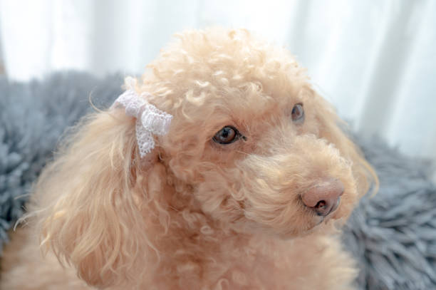 istock toy poodle dog 1478224118